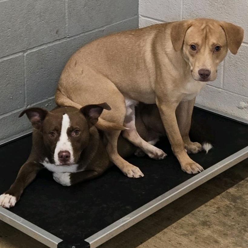 Jerry, Adoptable, Young Male Yellow Labrador Retriever & Mixed Breed.