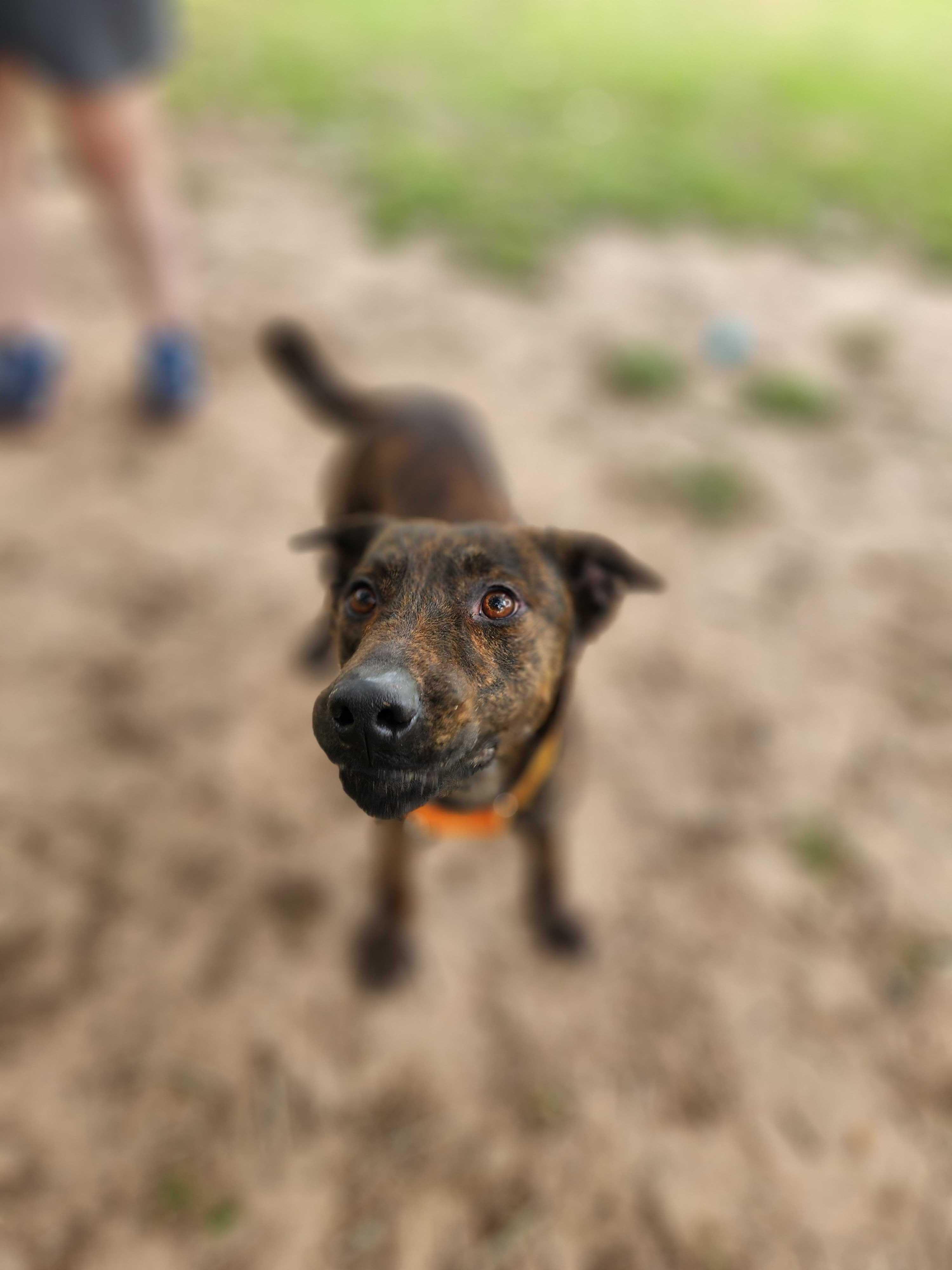 Monti- Loyal, playful Mountain Cur/Male/2 Years Old/Neutered/Dog & Kid Friendly, a Adoptable Mountain Cur in St Louis, MO image 3/6