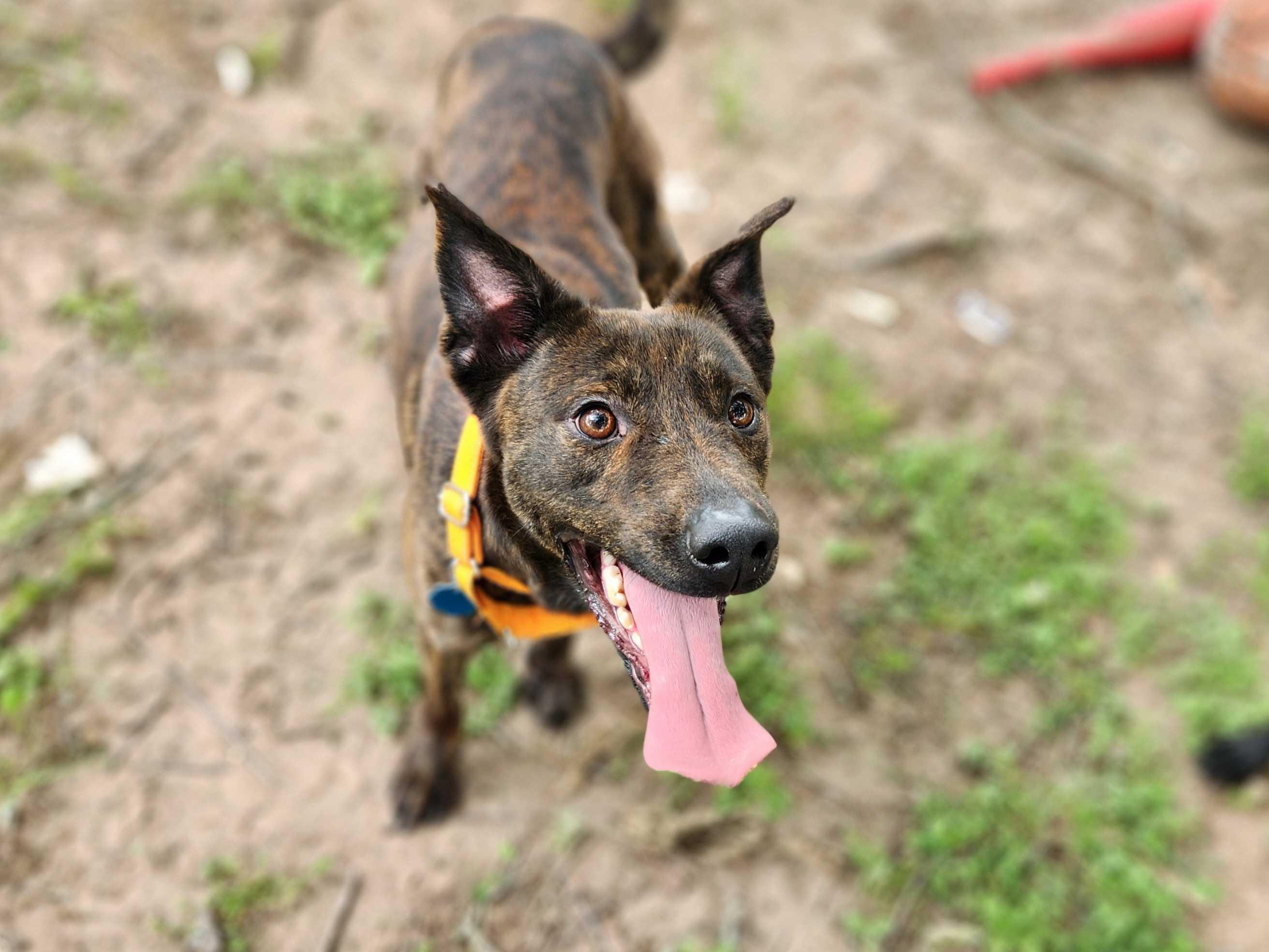 Monti- Loyal, playful Mountain Cur/Male/2 Years Old/Neutered/Dog & Kid Friendly, a Adoptable Mountain Cur in St Louis, MO image 4/6