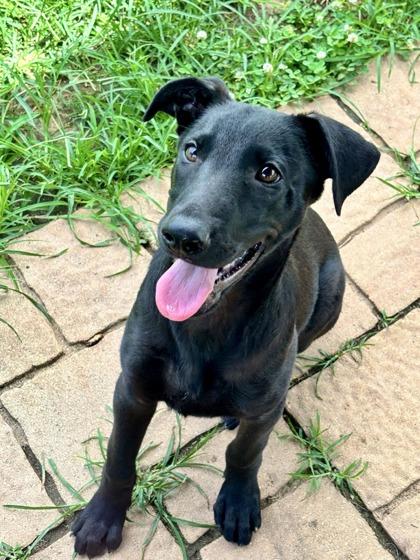 Lex, Adoptable, Adult Male Mixed Breed & Mixed Breed.