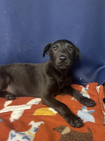 Lex, a Adoptable mixed breed in Houston, TX image 1/3