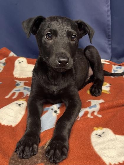 Lex, a Adoptable mixed breed in Houston, TX image 2/3