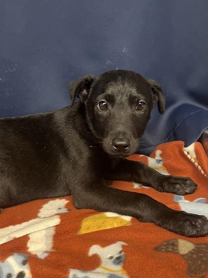 Lex, a Adoptable mixed breed in Houston, TX image 3/3