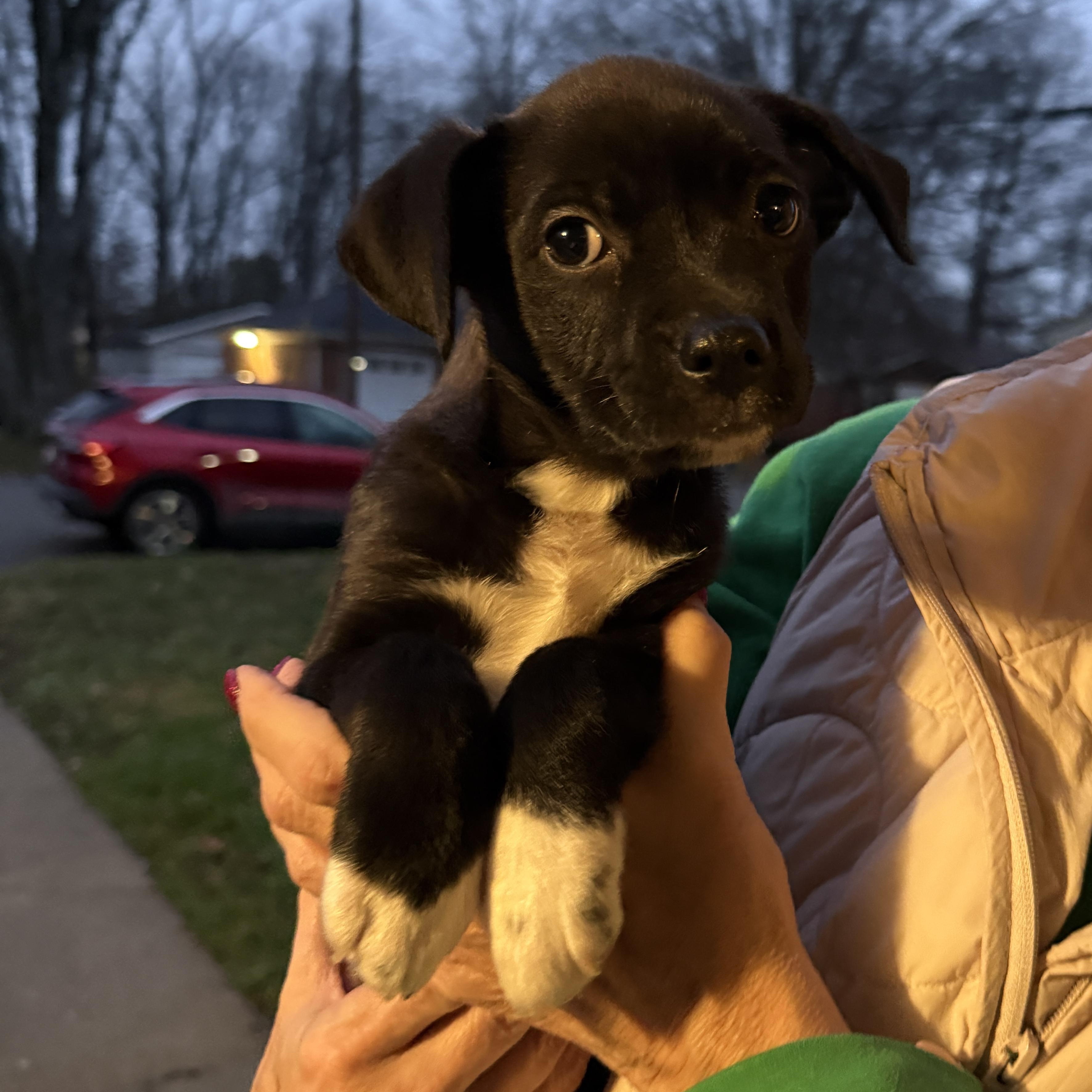Sally, ADOPTABLE, Puppy Female Beagle & Terrier.