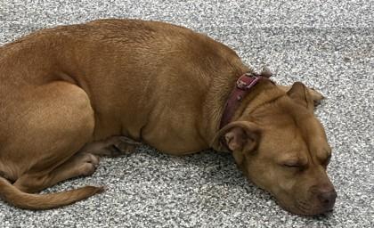 Enlarge 25-149 Precious, a Adoptable Mixed Breed in Barnesville, GA image 1/2