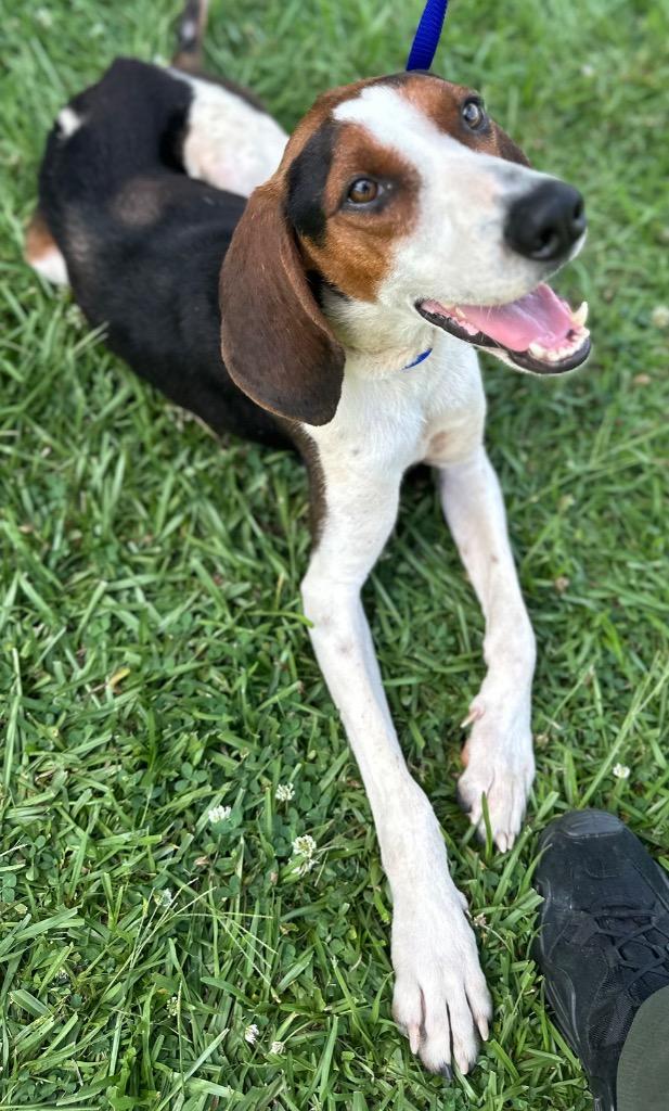 CUZ, Adoptable, Young Male Mixed Breed.