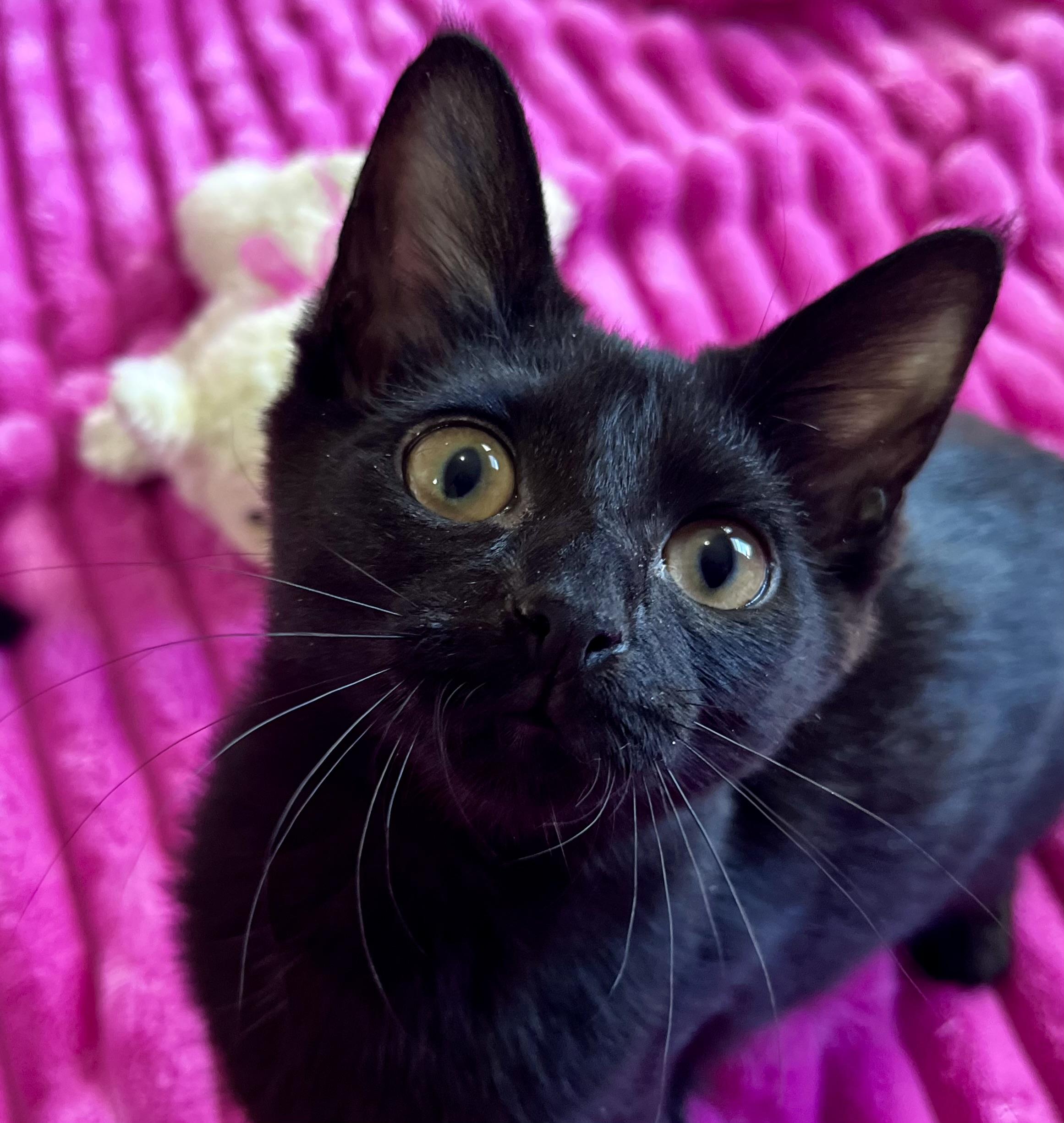 Enlarge Luna, a ADOPTABLE mixed breed in Rocky Hill, CT image 4/6