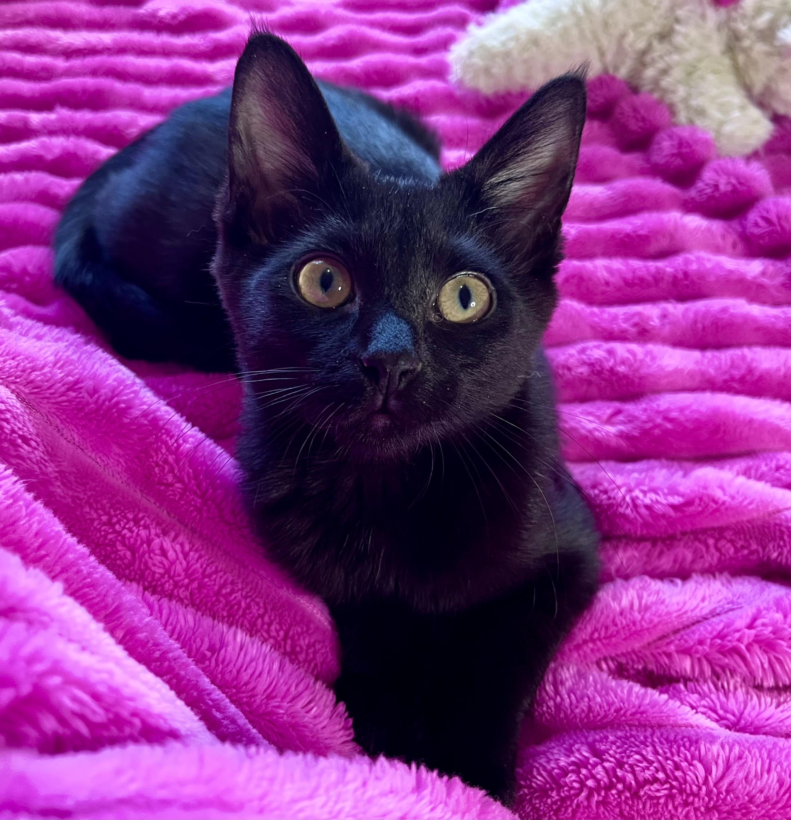 Enlarge Luna, a ADOPTABLE mixed breed in Rocky Hill, CT image 2/6