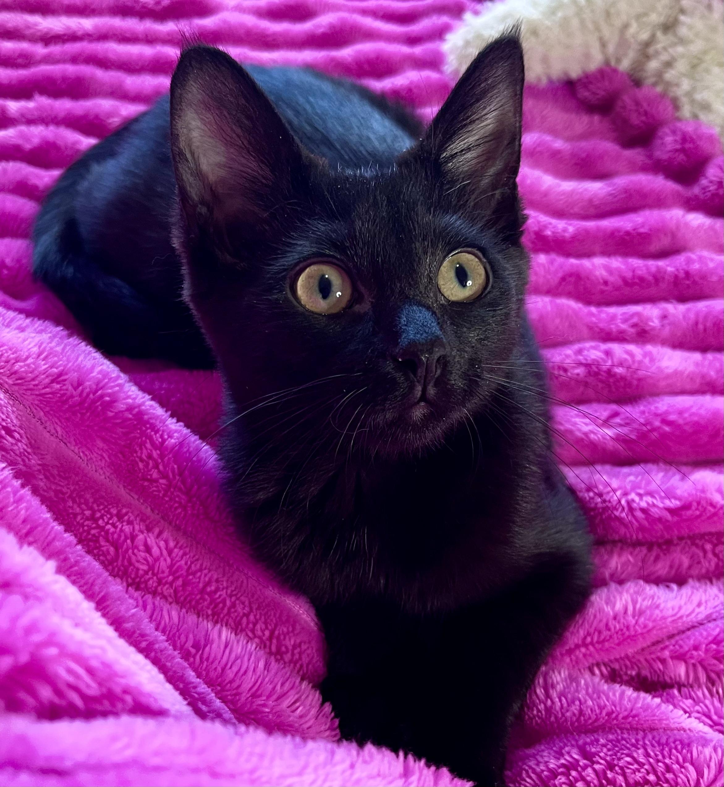 Enlarge Luna, a ADOPTABLE mixed breed in Rocky Hill, CT image 3/6