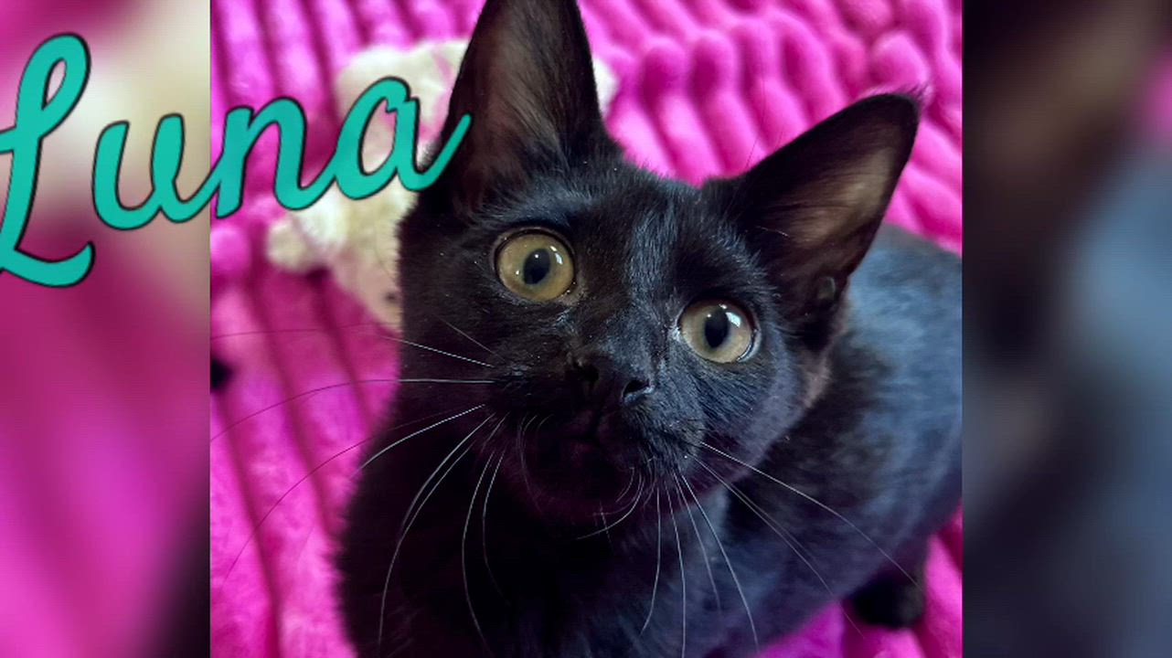 Enlarge Luna, a ADOPTABLE mixed breed in Rocky Hill, CT video 6/6