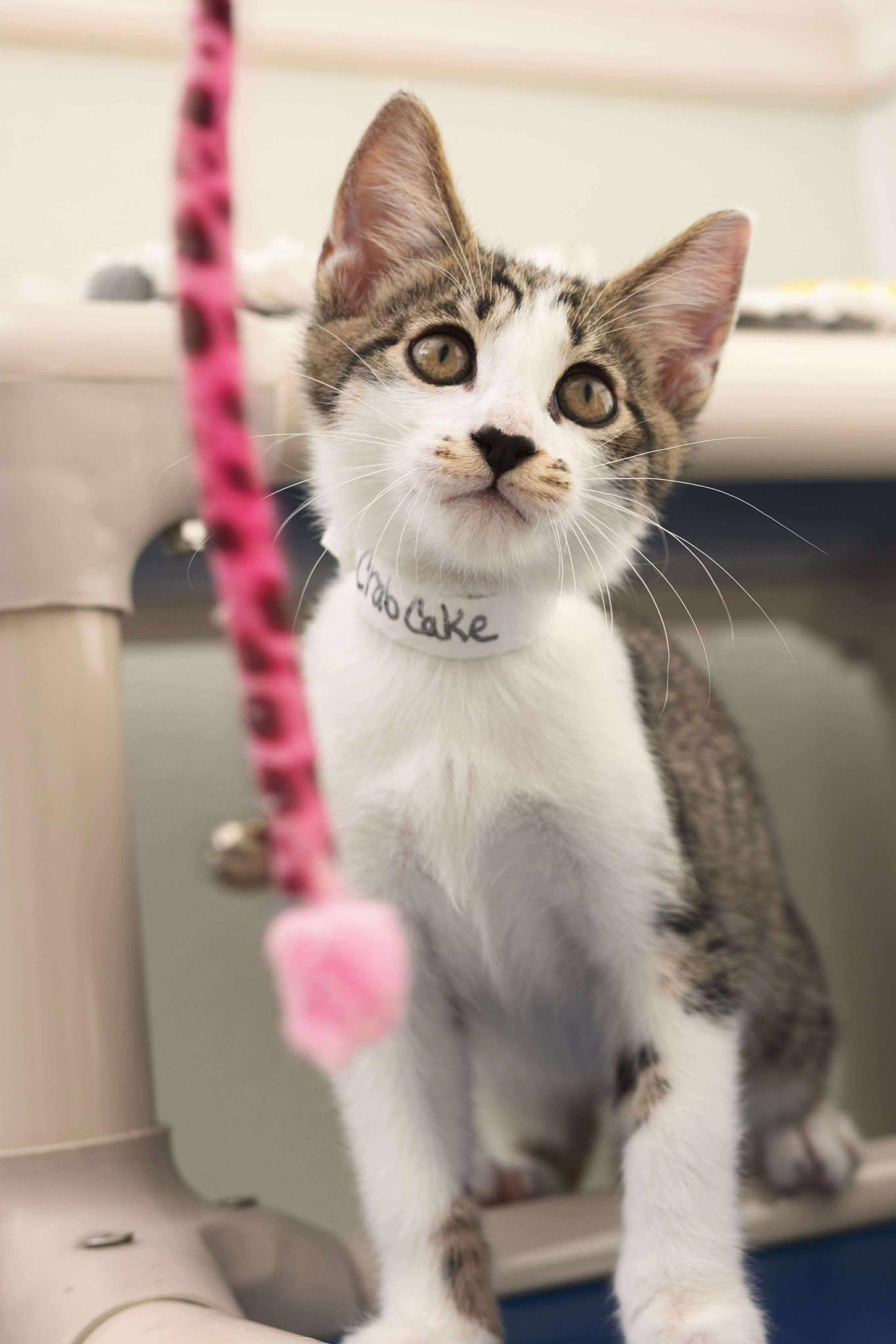 Crabcake, Baby Male Domestic Short Hair