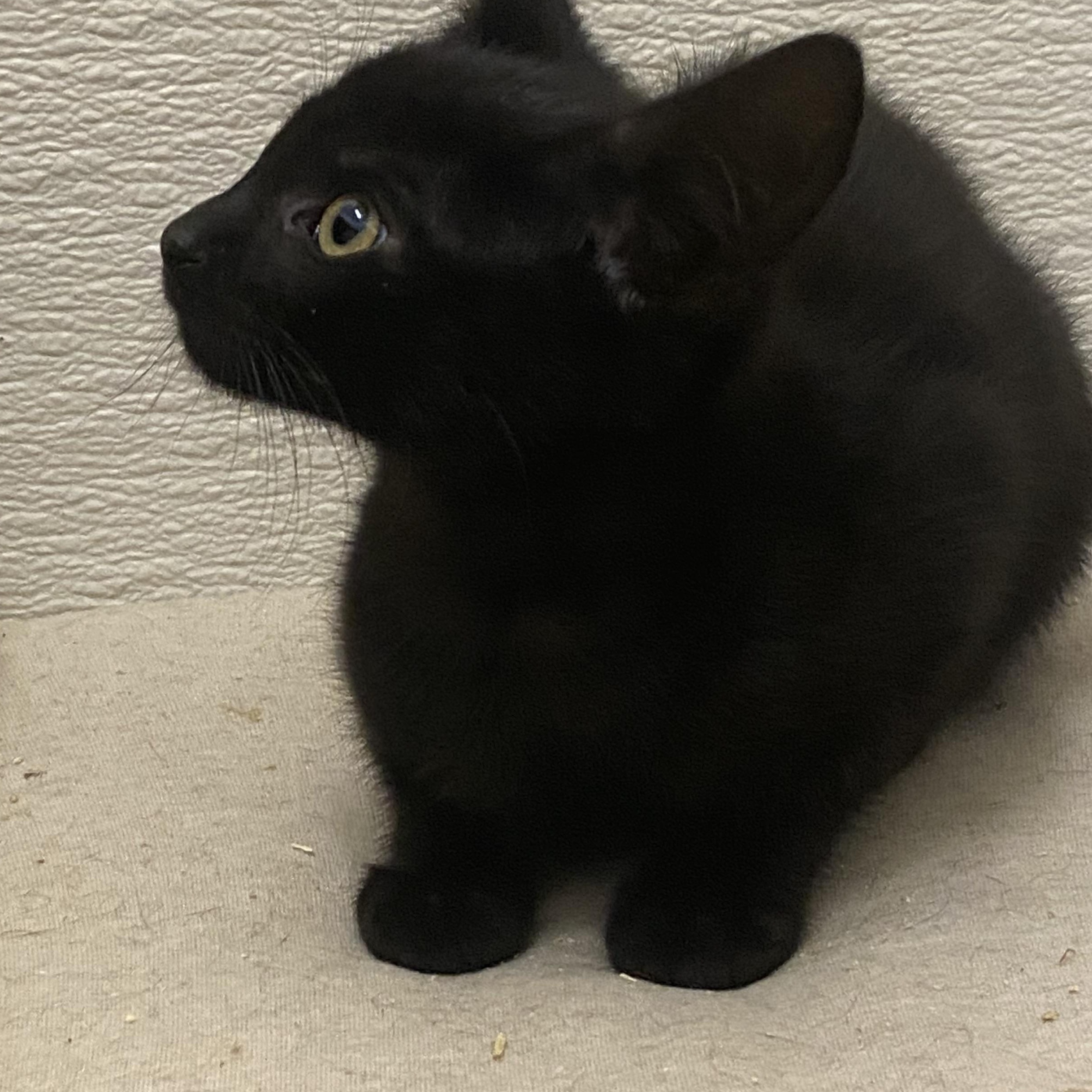 Enlarge Saffron, a Adoptable mixed breed in Stanwood, WA image 2/3