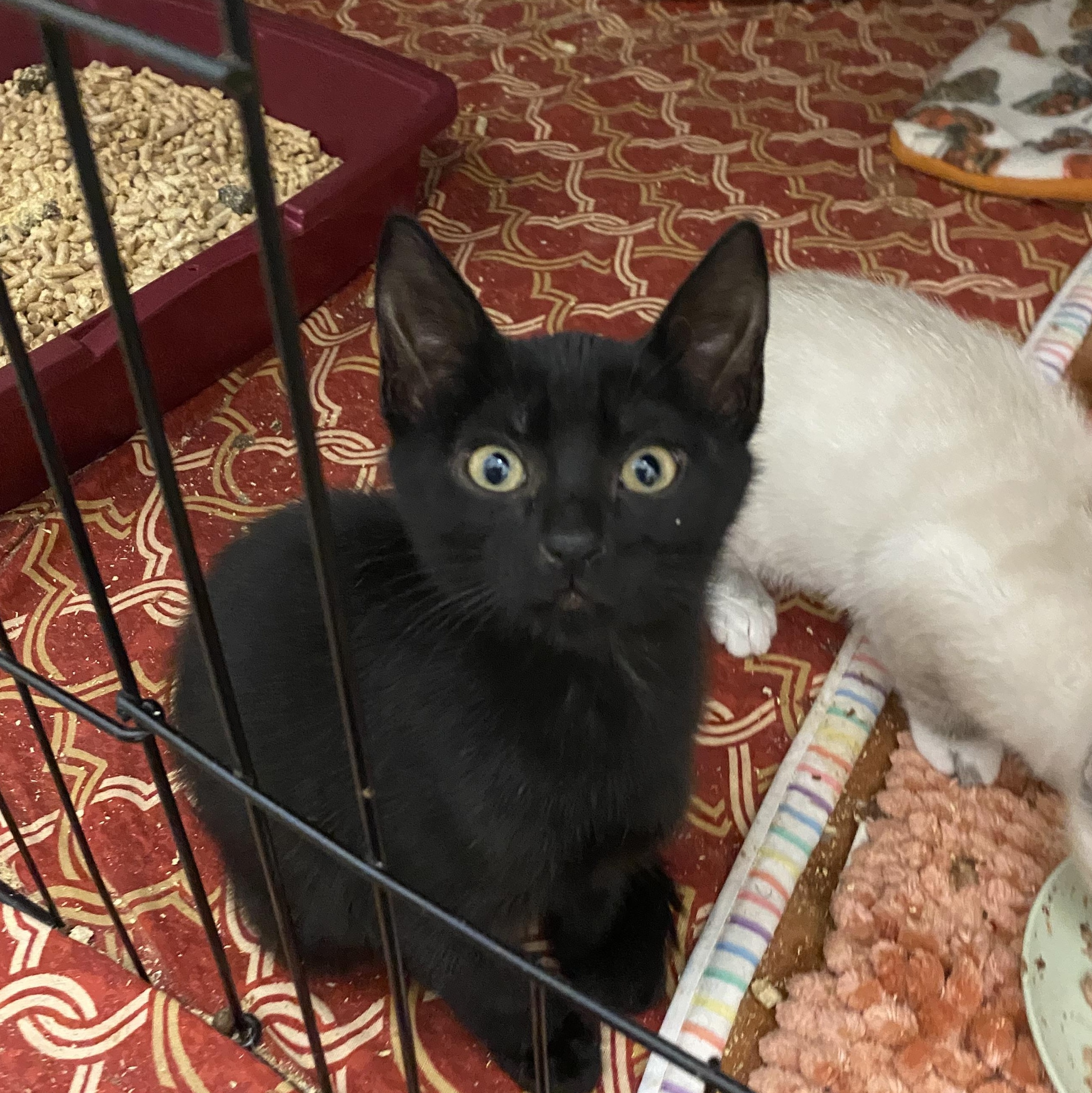 Saffron, Adoptable, Kitten Female Domestic Short Hair.