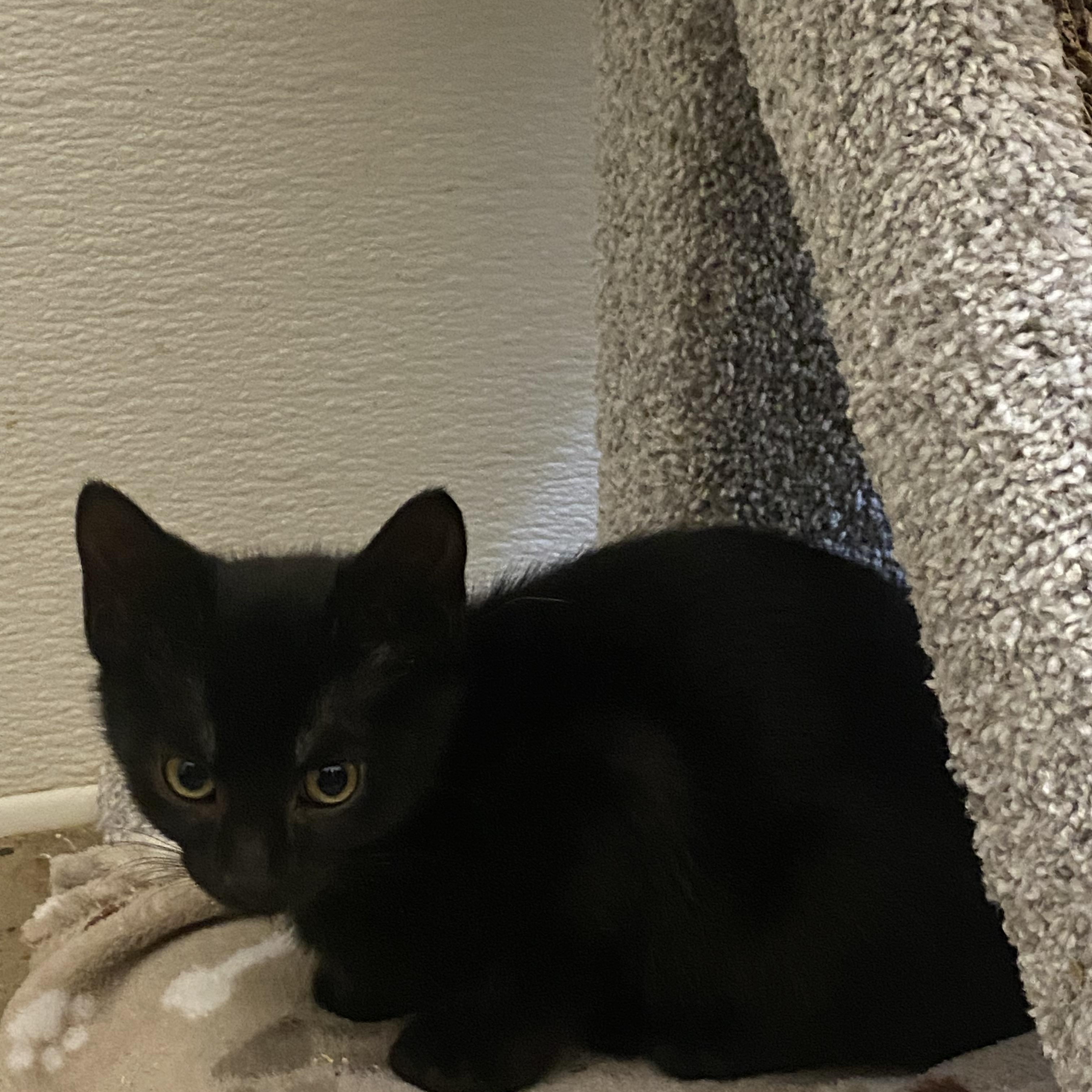 Enlarge Saffron, a Adoptable mixed breed in Stanwood, WA image 3/3