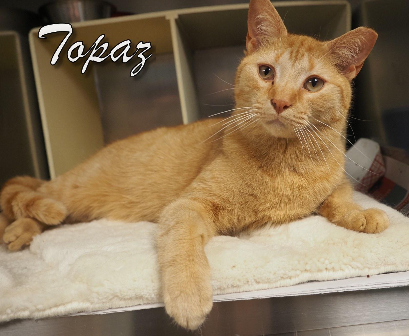 Topaz, an adopted Domestic Short Hair in Cape May Court House, NJ image 2/3