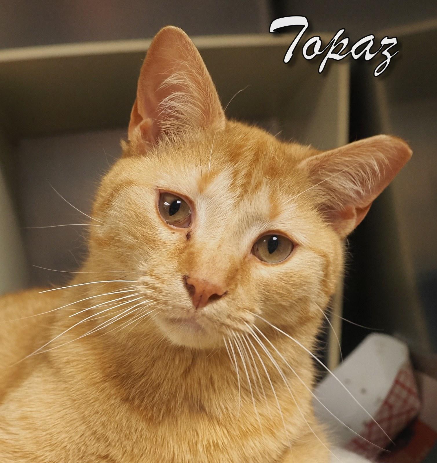 Topaz, an adopted Domestic Short Hair in Cape May Court House, NJ image 1/3