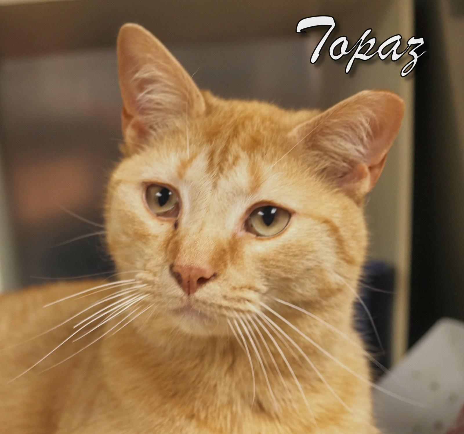 Topaz, an adopted Domestic Short Hair in Cape May Court House, NJ image 3/3