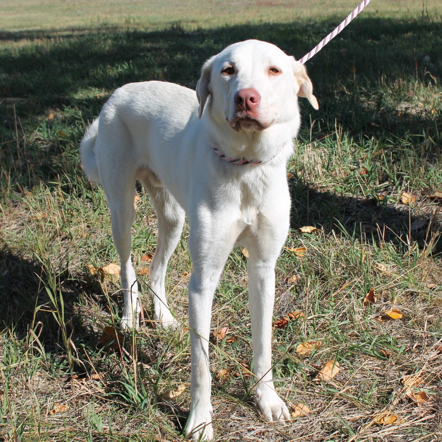 Enlarge Bubba Jay, a Adoptable Mixed Breed in McCall, ID image 1/2