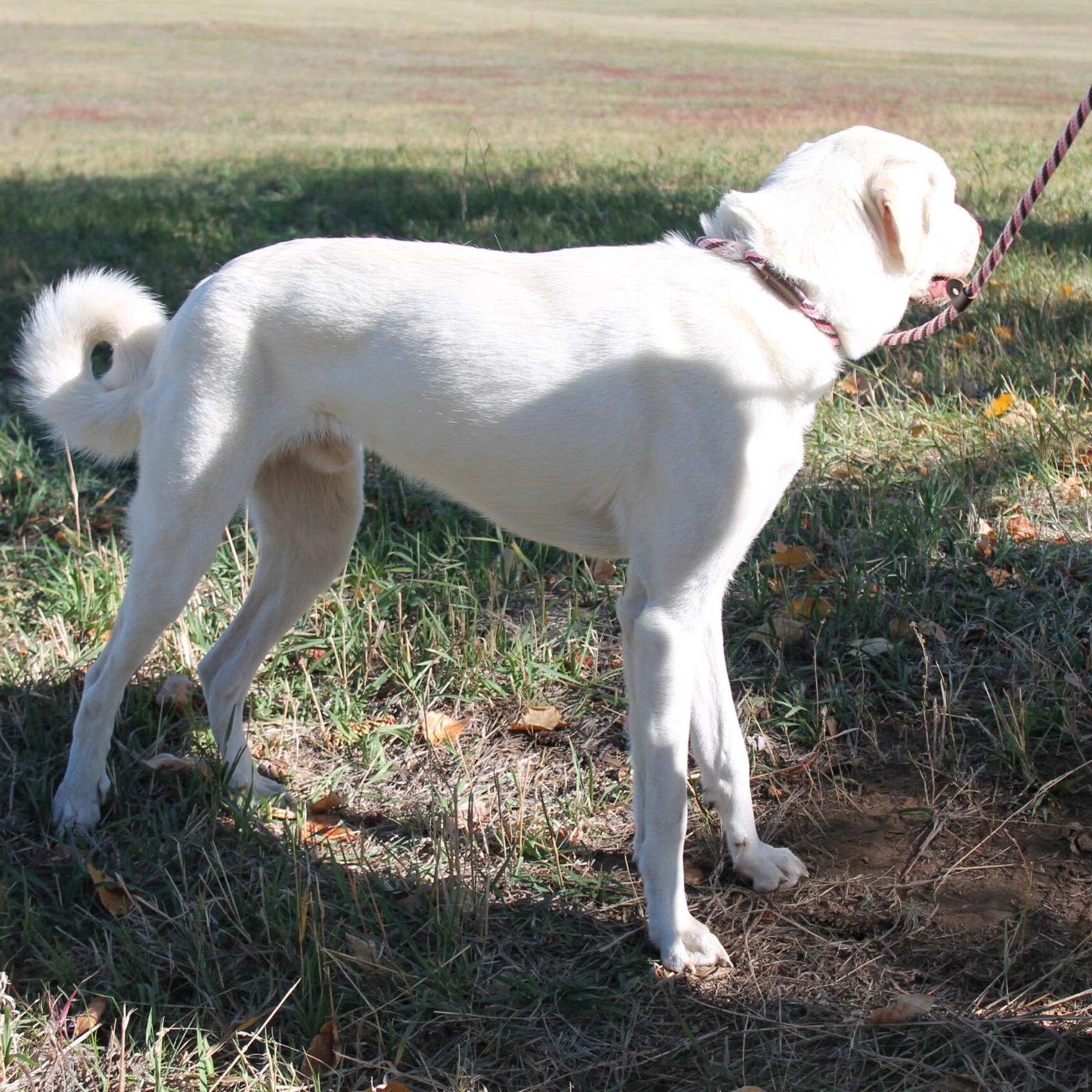Enlarge Bubba Jay, a Adoptable Mixed Breed in McCall, ID image 2/2