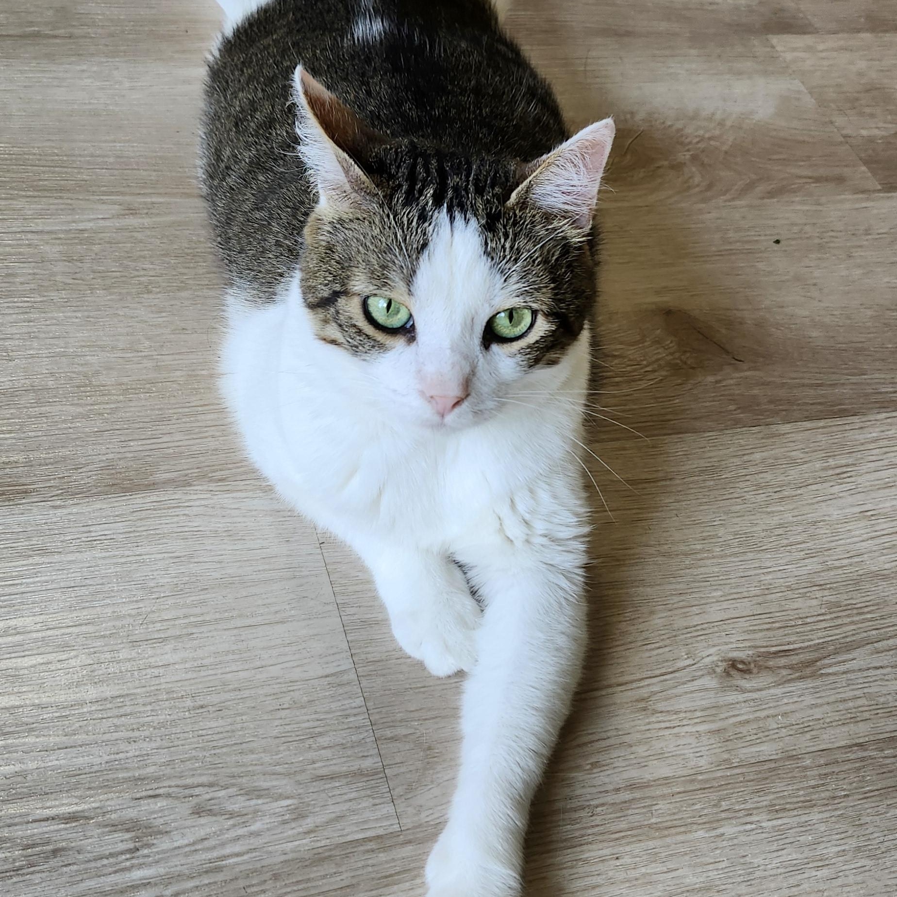 Zeus photo 4