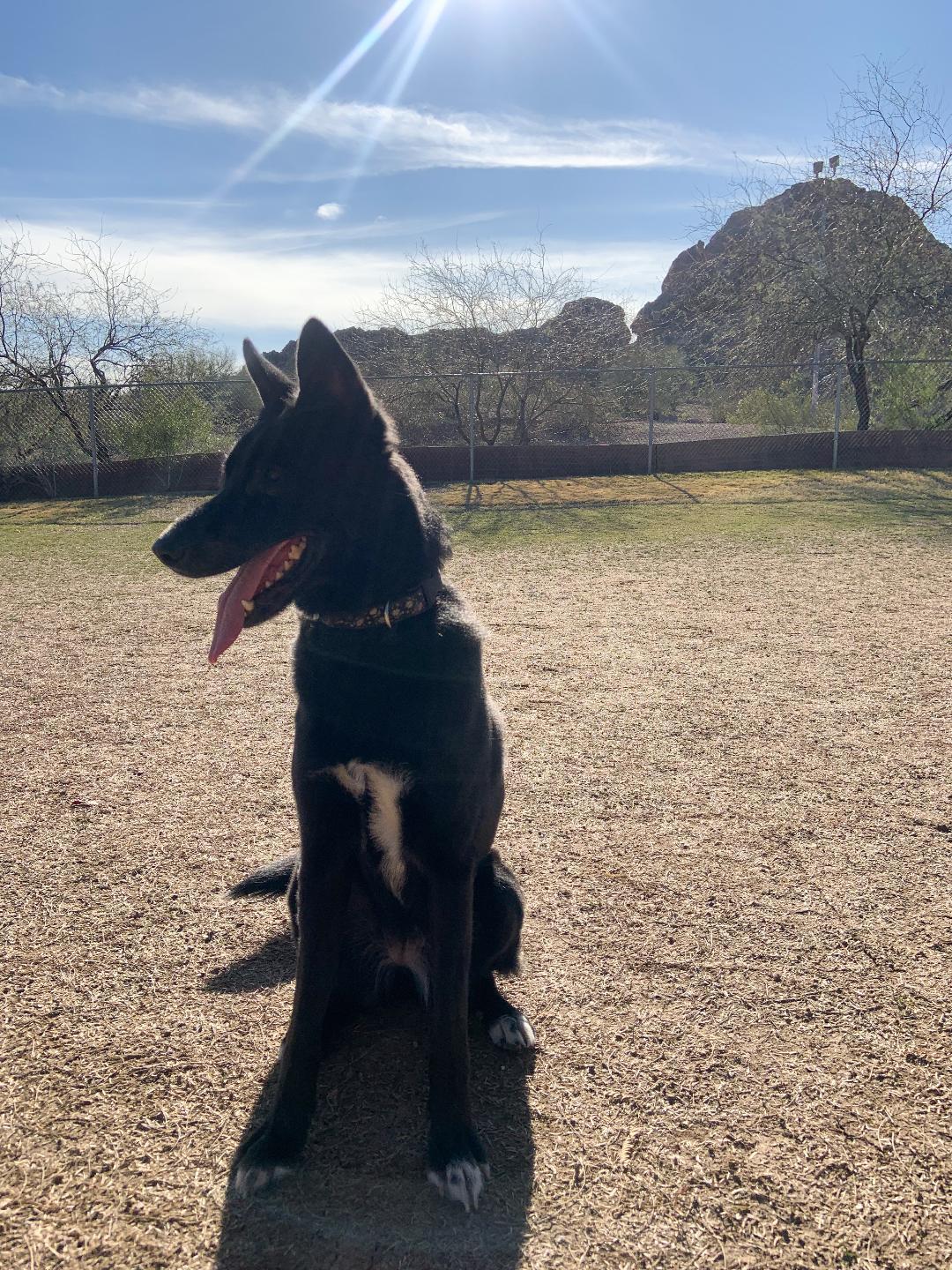 Sasha , a ADOPTABLE mixed breed in Phoenix, AZ image 1/5