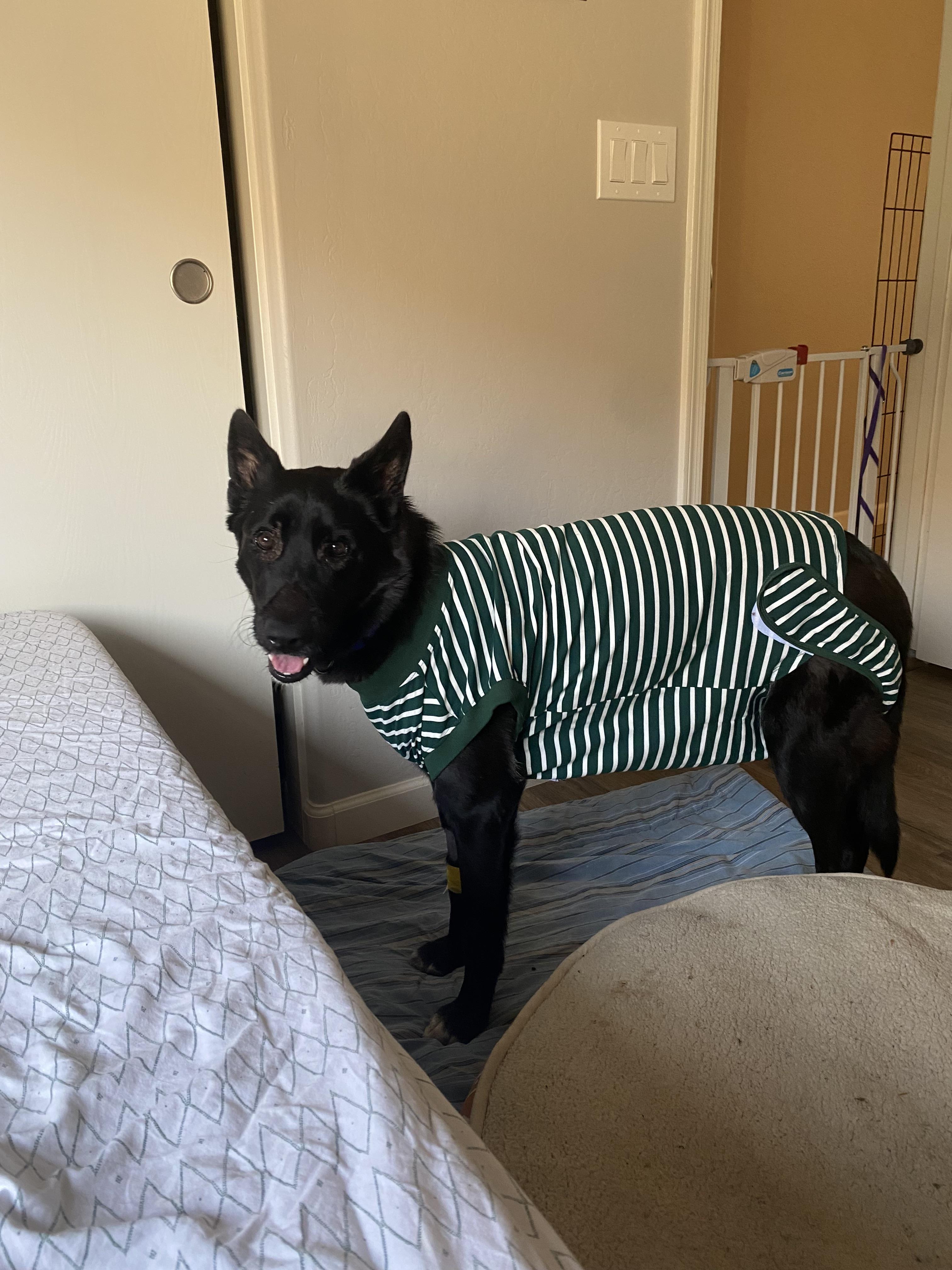 Sasha , a ADOPTABLE mixed breed in Phoenix, AZ image 2/5