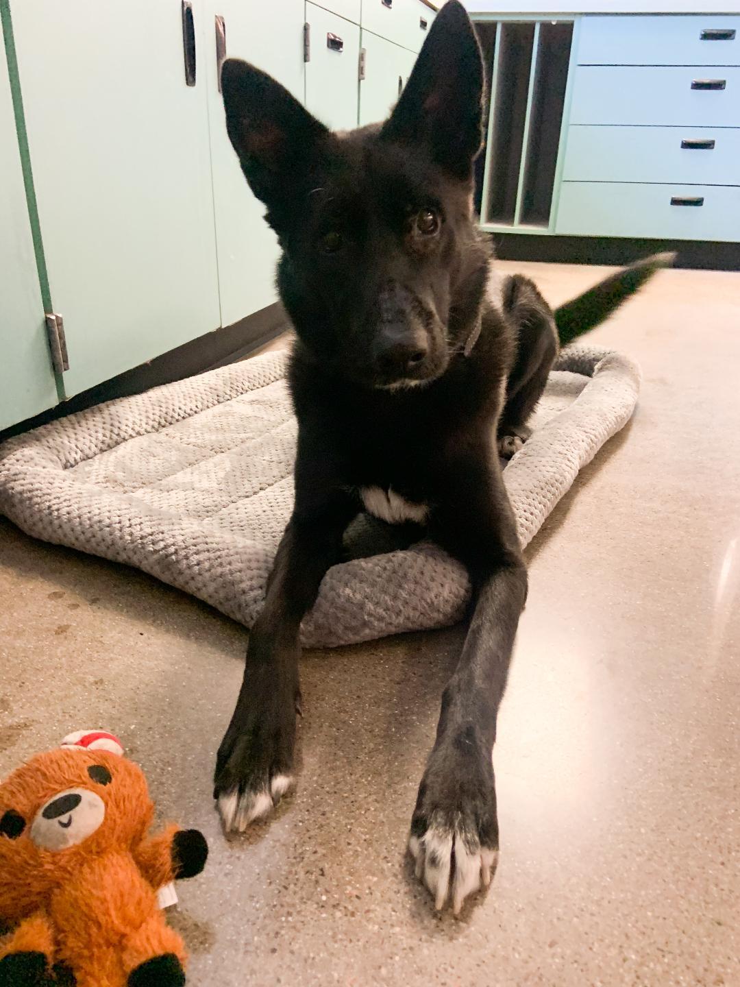 Sasha , a ADOPTABLE mixed breed in Phoenix, AZ image 3/5