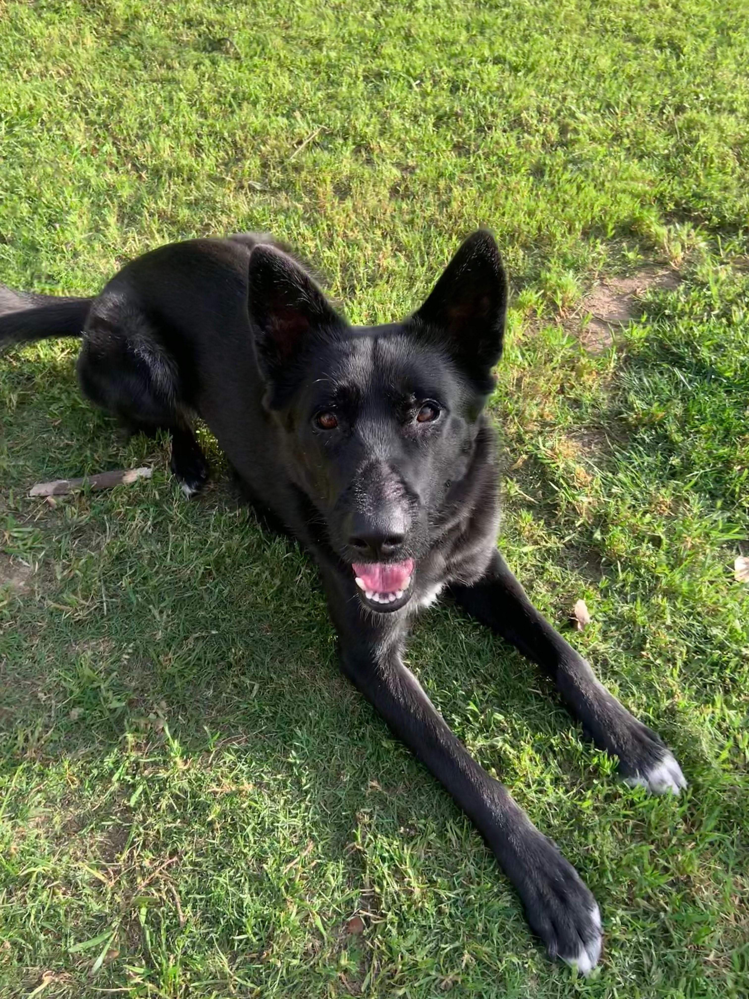 Sasha , a ADOPTABLE mixed breed in Phoenix, AZ image 4/5