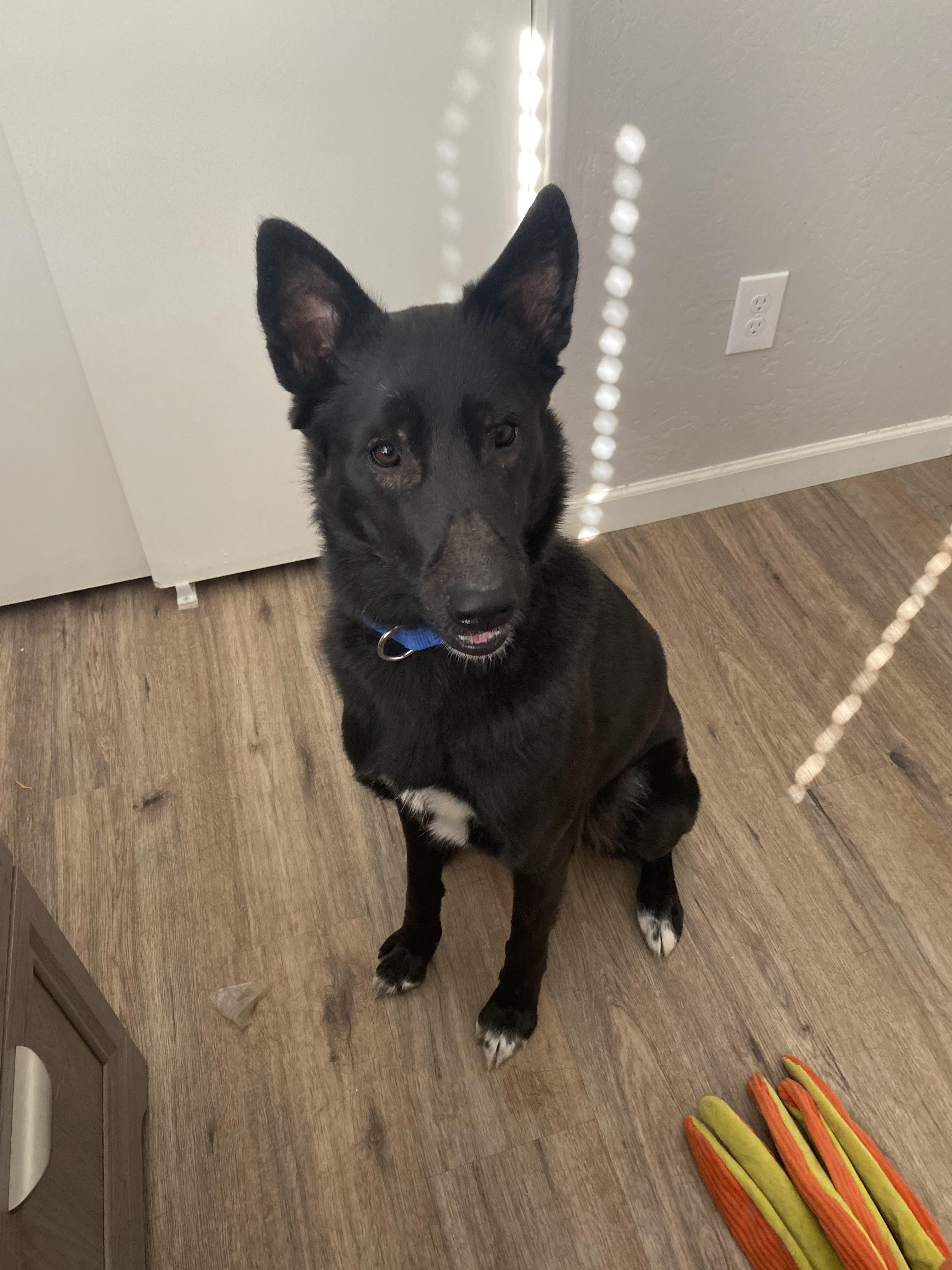 Sasha , a ADOPTABLE mixed breed in Phoenix, AZ image 5/5