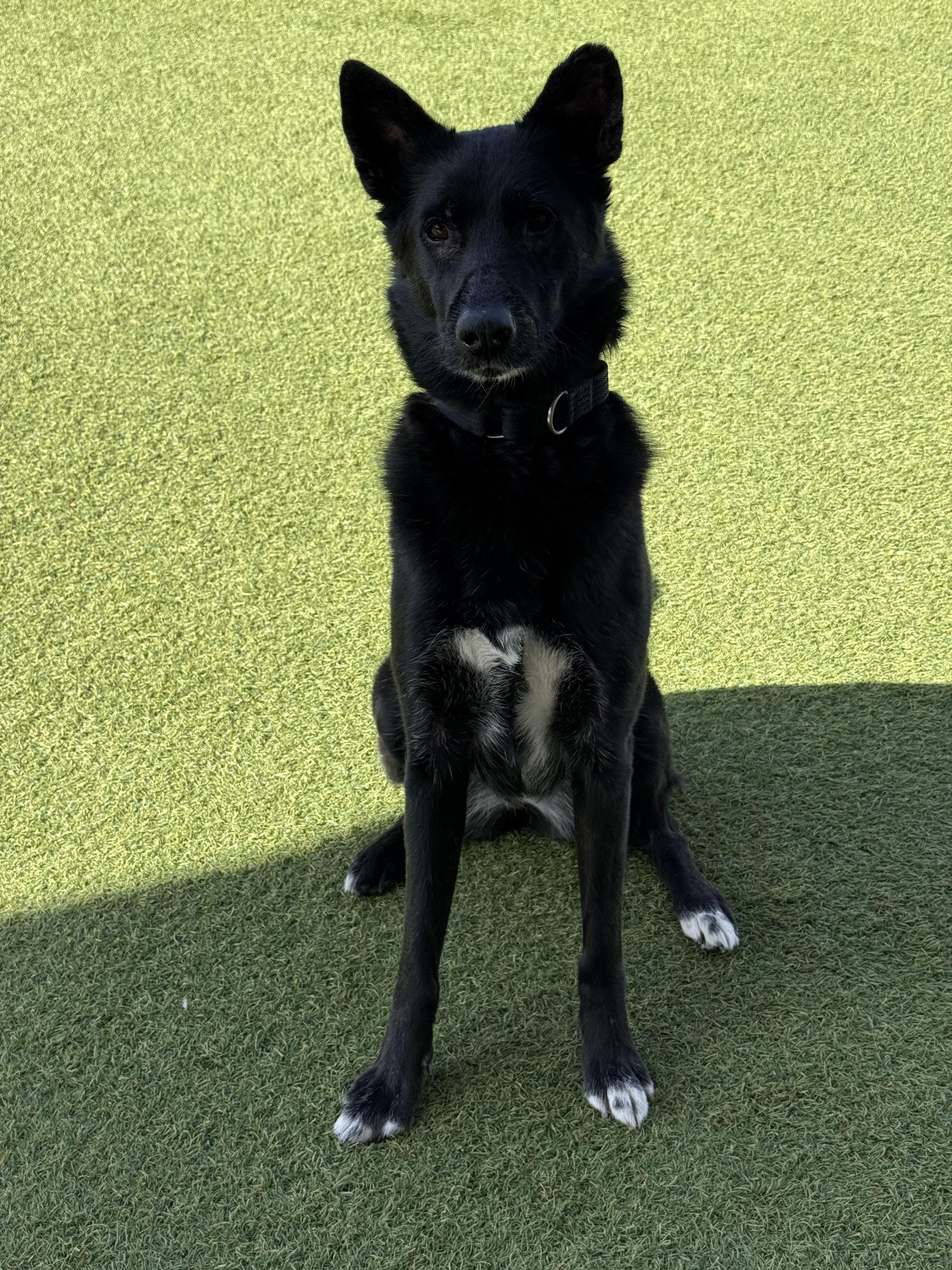 Enlarge Sasha , a ADOPTABLE mixed breed in Phoenix, AZ image 6/6