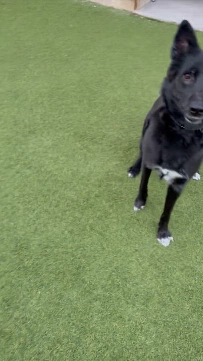 Enlarge Sasha , a ADOPTABLE mixed breed in Phoenix, AZ video 6/6