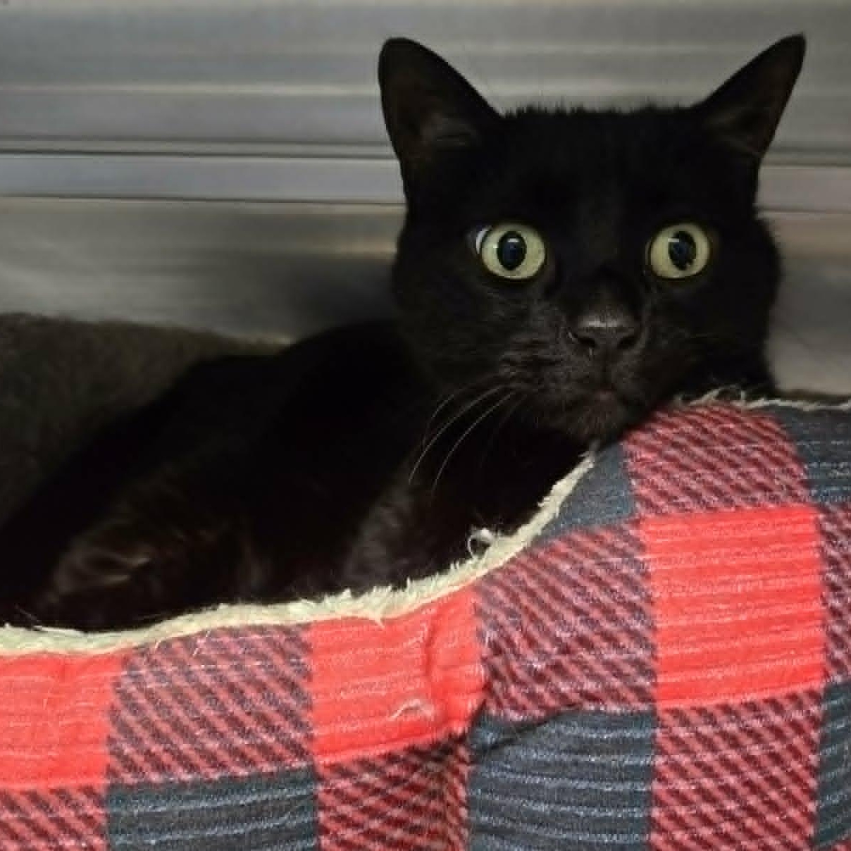 Enlarge Presley, a ADOPTABLE Domestic Short Hair in Watertown, WI image 4/4