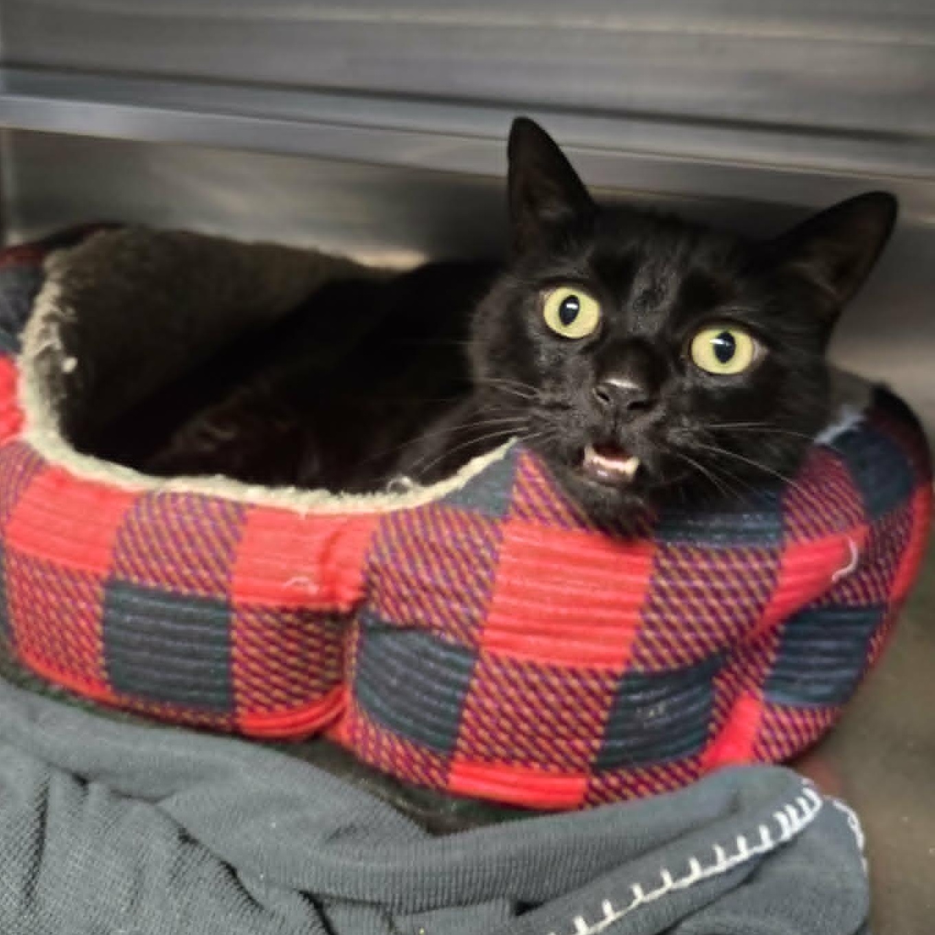 Enlarge Presley, a ADOPTABLE Domestic Short Hair in Watertown, WI image 3/4
