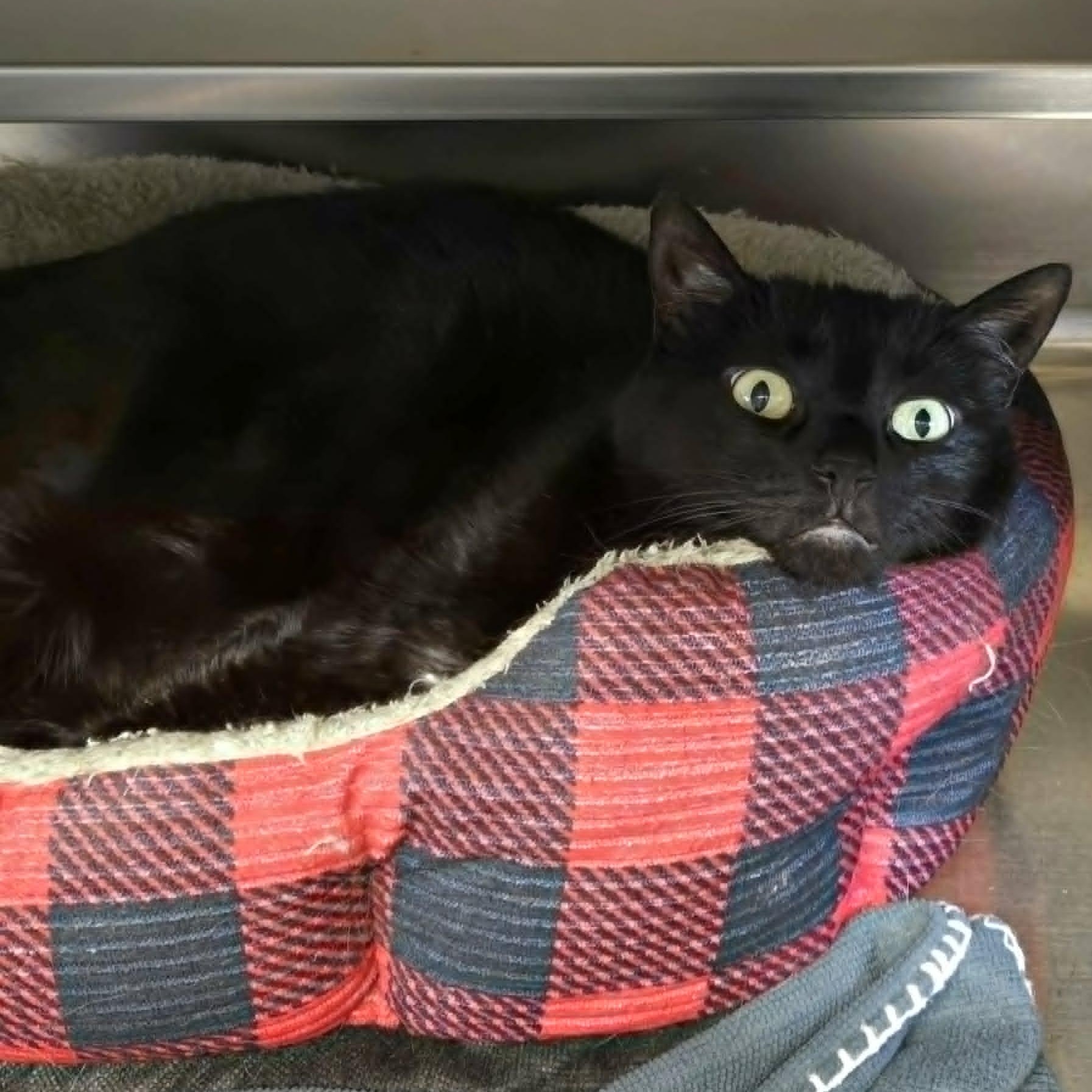 Enlarge Presley, a ADOPTABLE Domestic Short Hair in Watertown, WI image 2/4