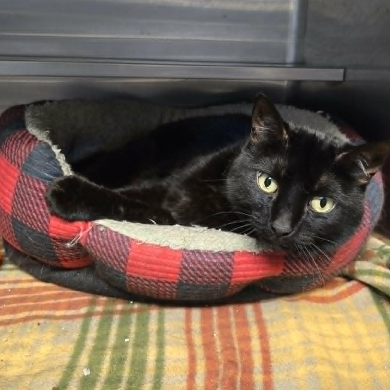 Presley, ADOPTABLE, Adult Female Domestic Short Hair.