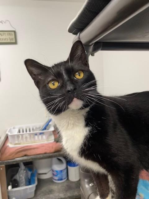 Enlarge Hudson-SPONSORED ADOPTION-FREE WITH APPROVED APPLICATION, a Adoptable Domestic Short Hair in Hayward, WI image 1/1