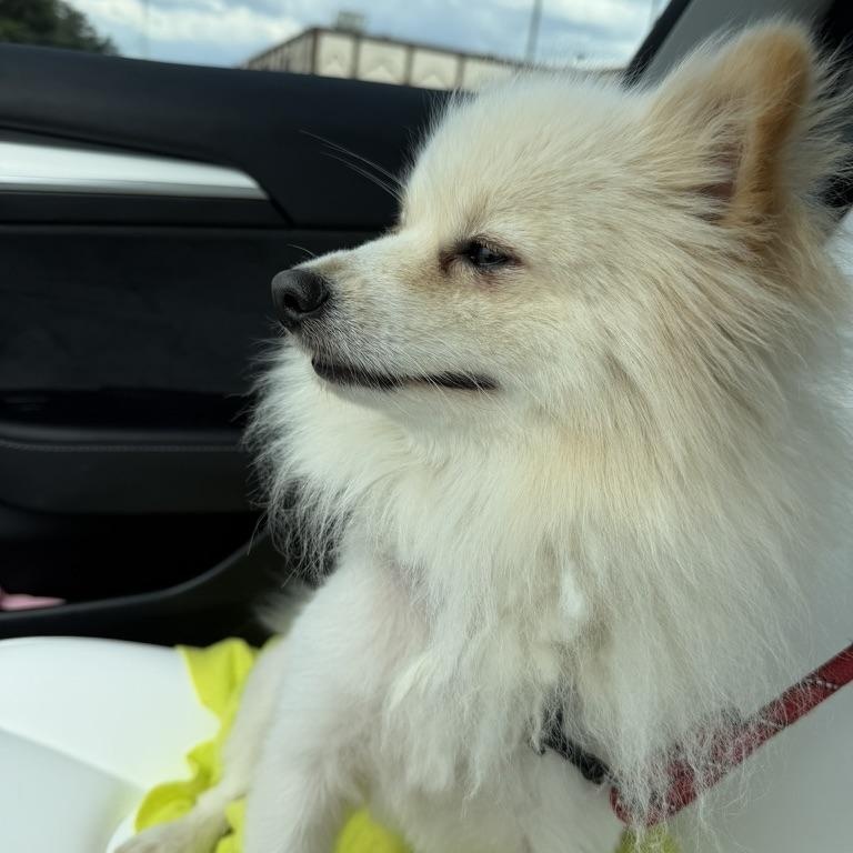 Enlarge Olaf, an adoption pending Pomeranian in atlanta, GA image 3/5
