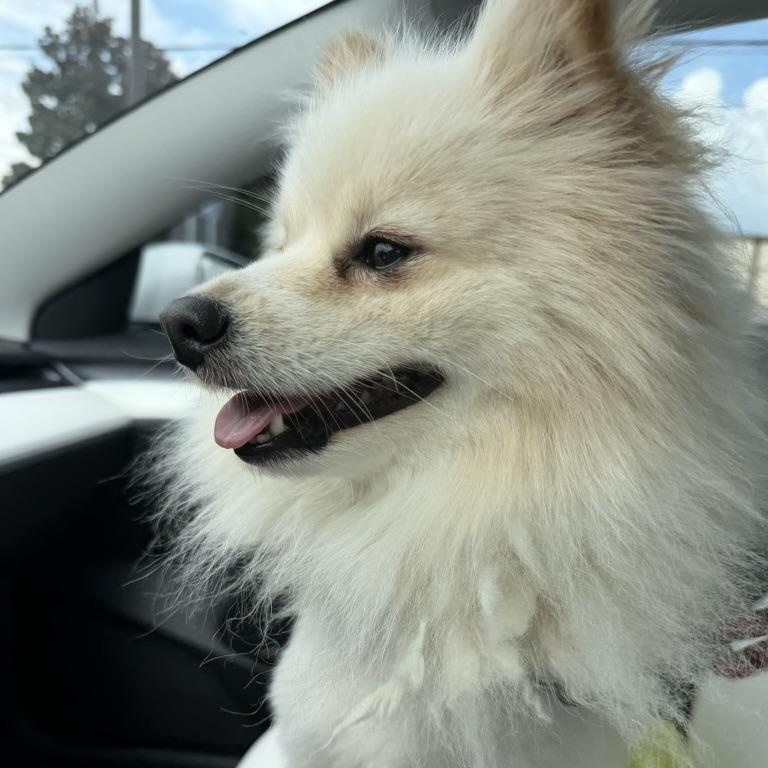 Olaf, ADOPTABLE, Young Male Pomeranian.