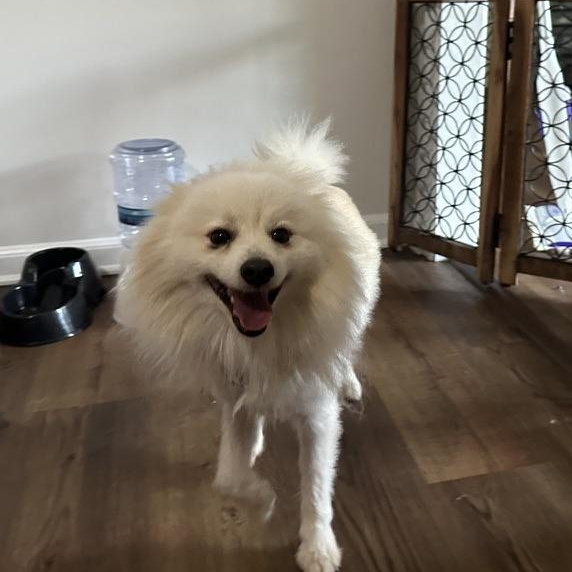 Enlarge Olaf, an adoption pending Pomeranian in atlanta, GA image 2/5