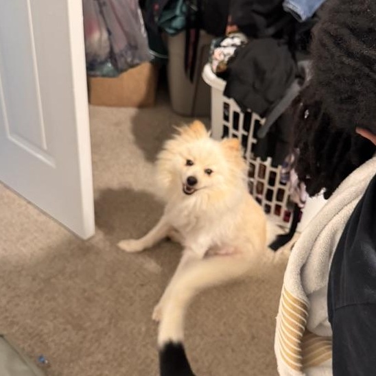 Enlarge Olaf, an adoption pending Pomeranian in atlanta, GA image 5/5