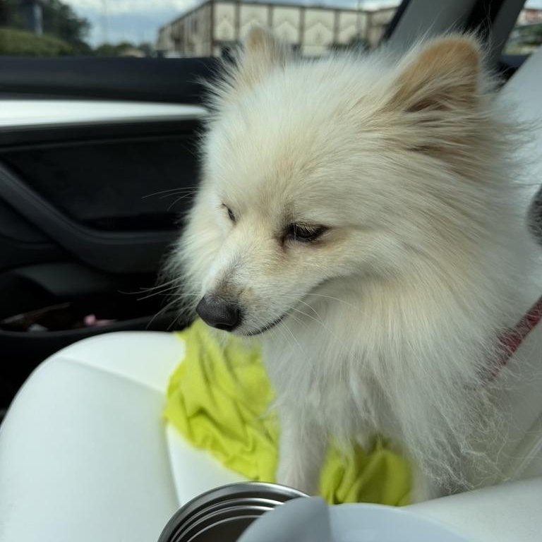 Enlarge Olaf, an adoption pending Pomeranian in atlanta, GA image 4/5