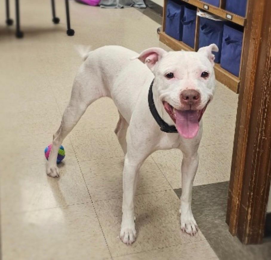 Britney, Adoptable, Adult Female Terrier.