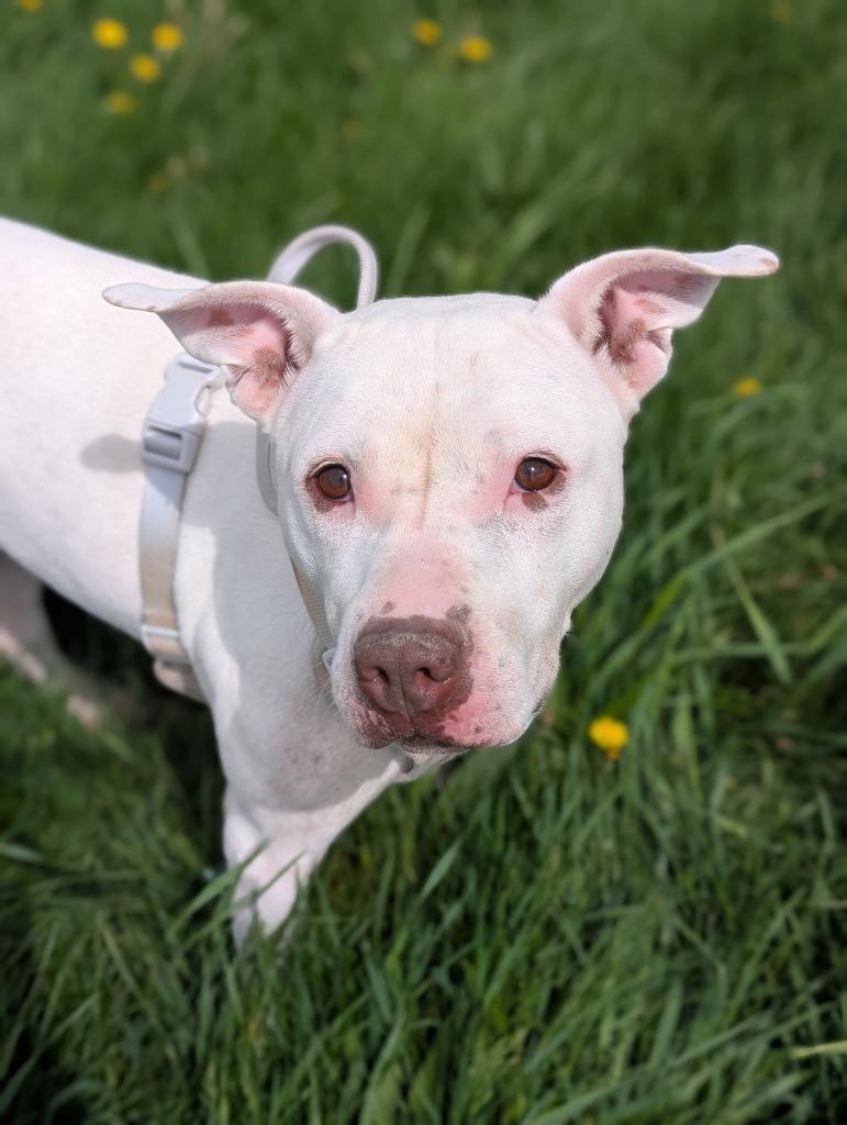 Enlarge Britney, a Adoptable mixed breed in Defiance, OH image 2/6