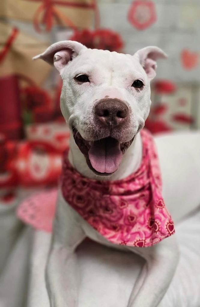 Britney, a Adoptable mixed breed in Defiance, OH image 3/6
