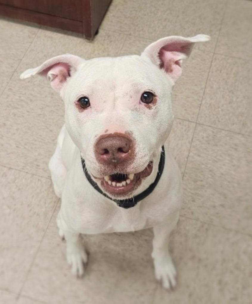 Enlarge Britney, a Adoptable mixed breed in Defiance, OH image 3/6