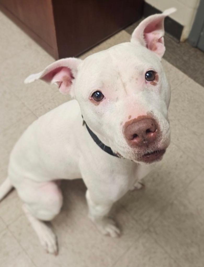 Britney, a Adoptable mixed breed in Defiance, OH image 4/6
