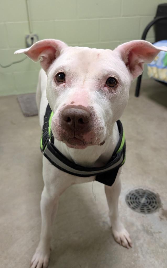 Enlarge Britney, a Adoptable mixed breed in Defiance, OH image 6/6