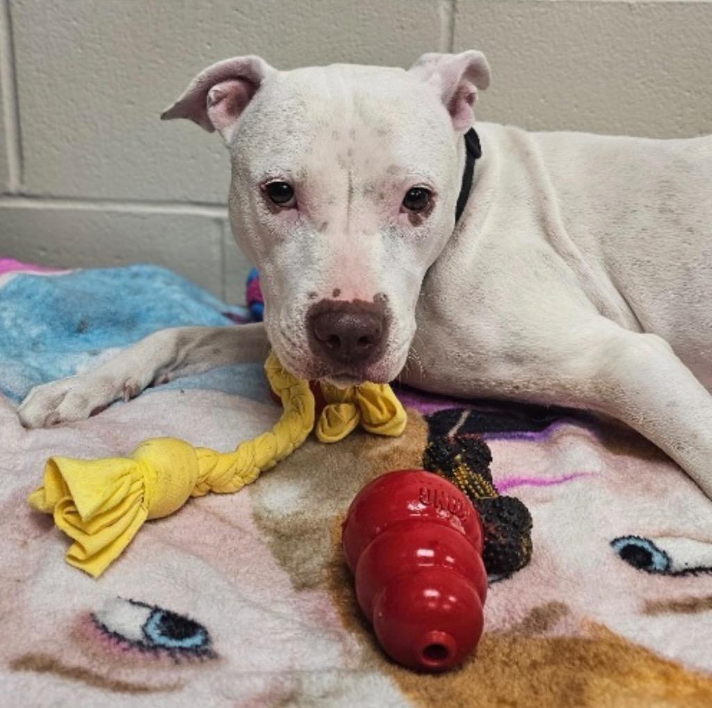 Britney, a Adoptable mixed breed in Defiance, OH image 6/6
