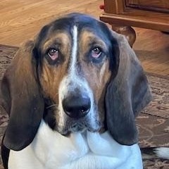 Enlarge Bailey, a Adoptable Basset Hound in O'Fallon, MO image 3/4
