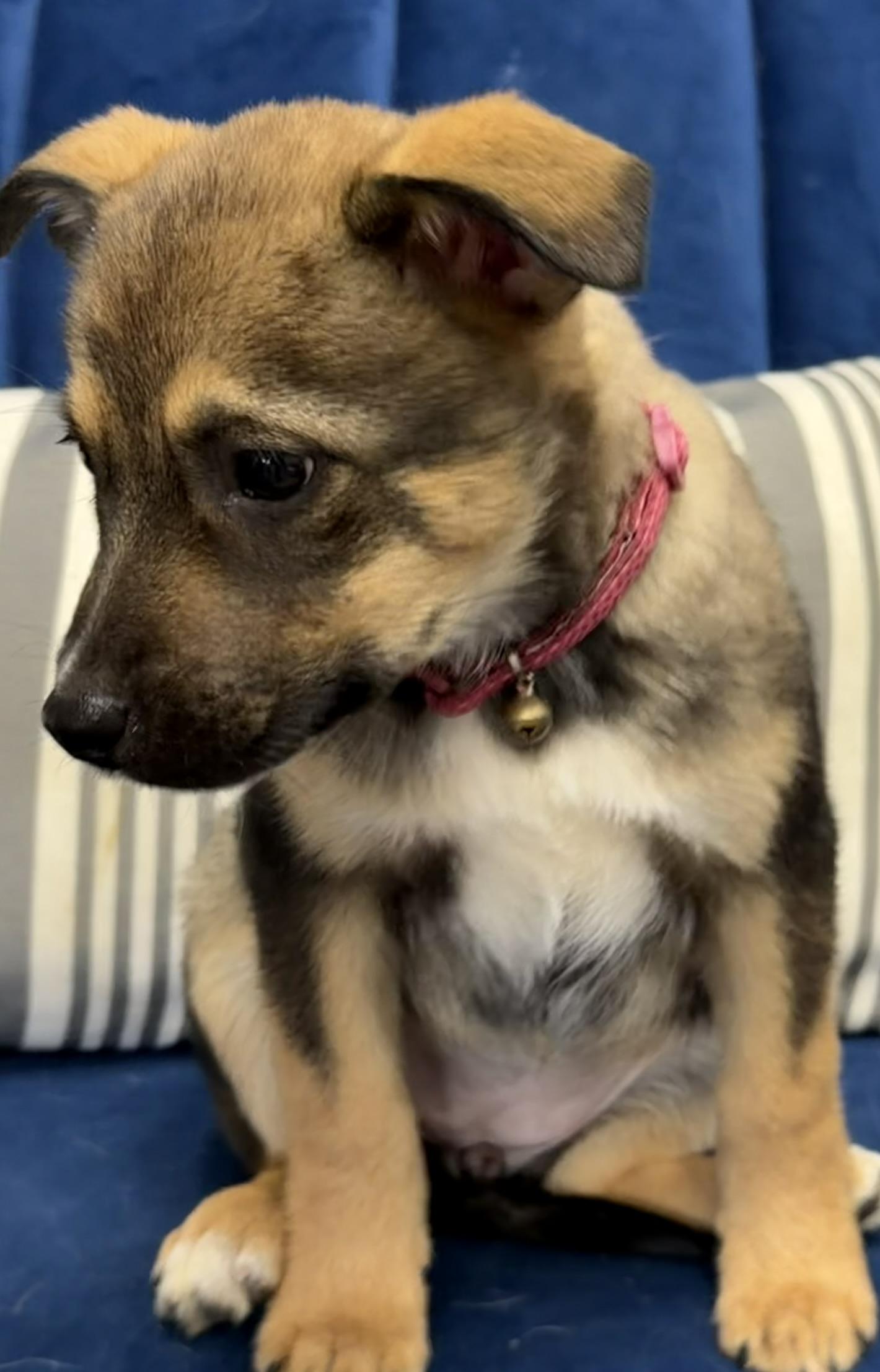 Mudd, a Adoptable mixed breed in Owensboro, KY image 2/3